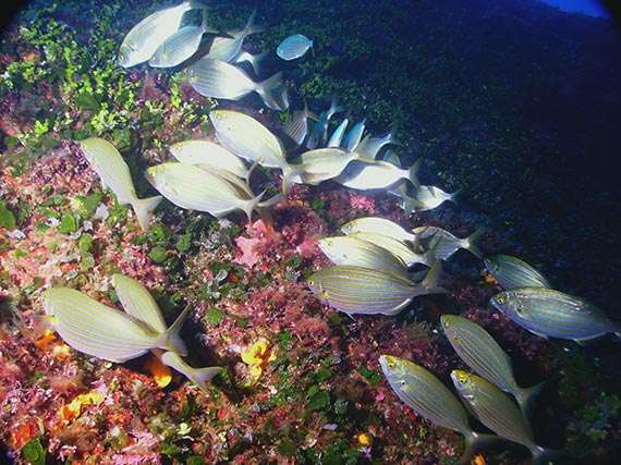 Favourite Dives on Gozo: Bream, sarpa salpa fish