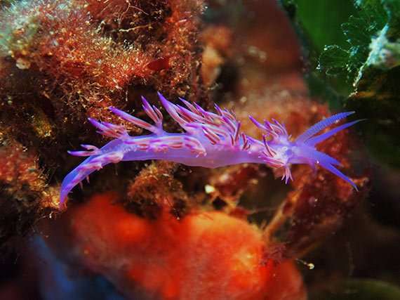 Favourite Dives on Gozo: Nudibranch Flabellina affinis