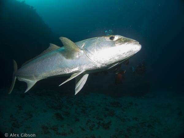 Fish in need of ID
