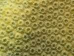 Macro coral