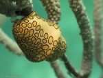 flamingo tongue cowrie