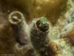 Spinyhead blenny - Cayo Largo