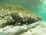 Fish nursery - Cayo Coco, Bay of Pigs