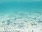 Barracuda - Cayo Coco, Bay of Pigs