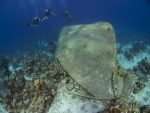 Punta Perdiz wreck