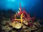Sponges - Punta Perdiz