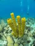 Sponges - Punta Perdiz