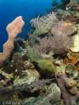 Moray eel - Punta Perdiz