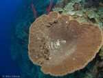 Coral - Punta Perdiz, Bay of Pigs