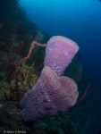 Sponge - Punta Perdiz, Bay of Pigs