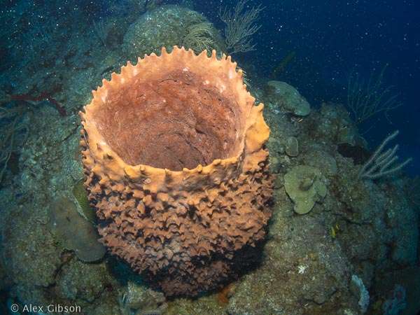 Barrel sponge