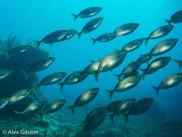 Striped bream - fish life in Gozo