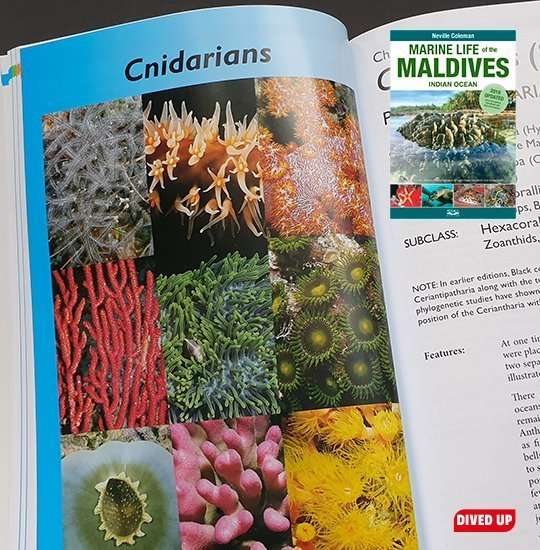 Marine Life Maldives - cnidarians