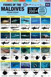 Maldives Fish Field Guide cover image