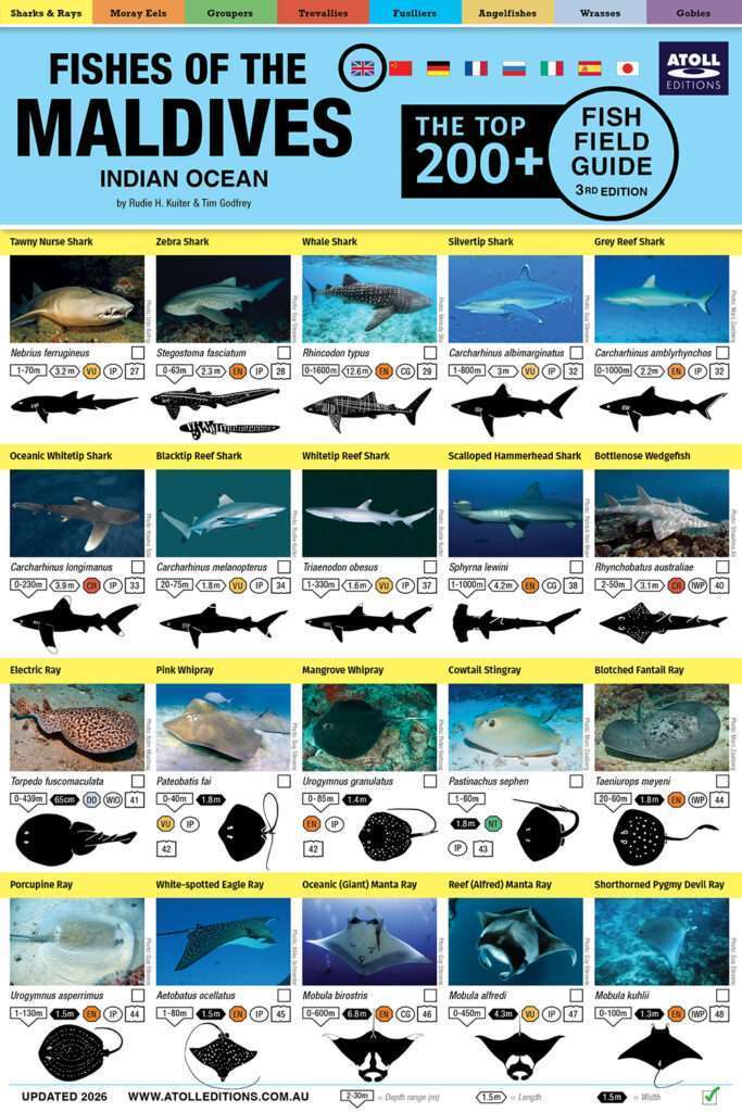 Maldives Fish Field Guide