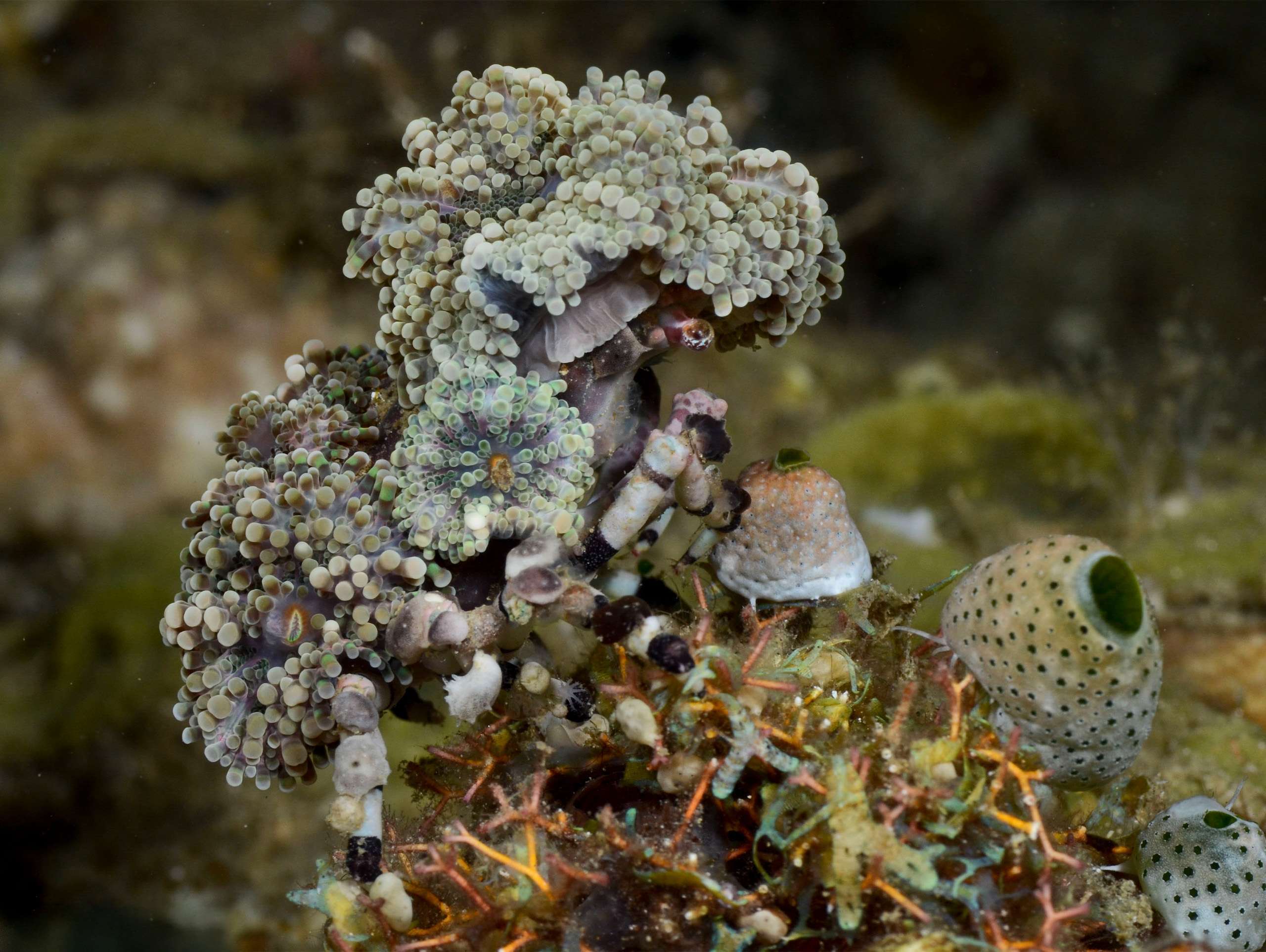 Decorator crab and Corallimorpharia