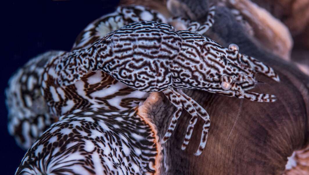 Shrimp Izucaris masudai. Photo: Alan Powderham.